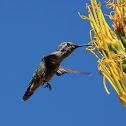 Black Chinned Humming Bird