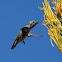 Black Chinned Humming Bird