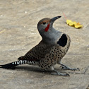 Northern Flicker (Red Shafted)