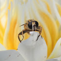 Striped Hoverfly