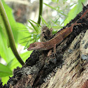 Anole