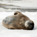 Weddell Seal