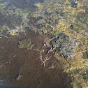 Broad banded water snake