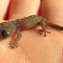 Marbled Gecko