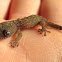 Marbled Gecko