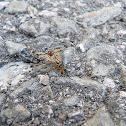 Common Scorpionfly