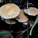 Sulphur Tuft