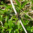 Lancet Clubtail