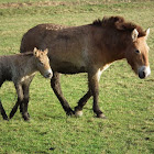 Przewalski horse