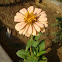 Zinnia