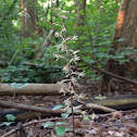 Crane-fly orchid