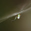 Orchard spider