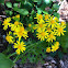Butterweed, Great Plains ragwort
