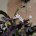 Oxalis regnelli rubra