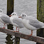 Black Headed Gull (Winter)