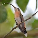 Bronzy hermit