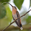 Bronzy hermit