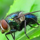 Green Bottle Fly 