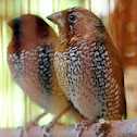 Scaly-breasted Munia (Nutmeg Mannikin/Spice Finch)