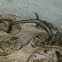 Ground skink