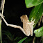 rana trepadora