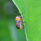 Iridescent Leaf Cylinder Beetle