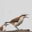 Rufous-naped Wren
