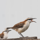Rufous-naped Wren