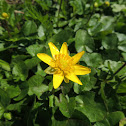 Lesser Celandine