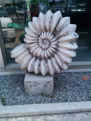 Shell Sculpture at Wickramarachchi Opticians