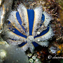 Blue Tuxedo Pincushion Urchin, Globe Urchin