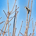 Downy woodpecker