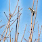 Downy woodpecker