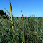 Cattails
