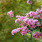 Crape Myrtle