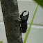 juggernaut beetle