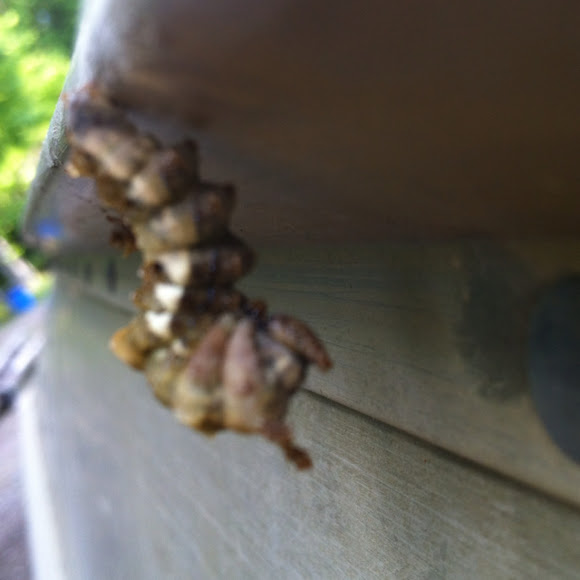 Spotting Image 1