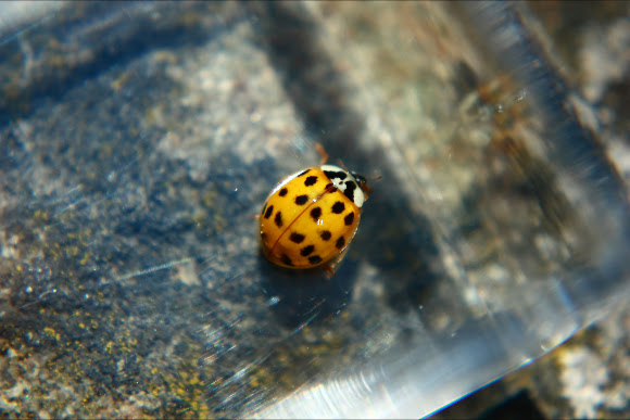 Spotting Image 1