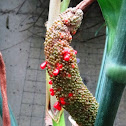 Anthurium fruit
