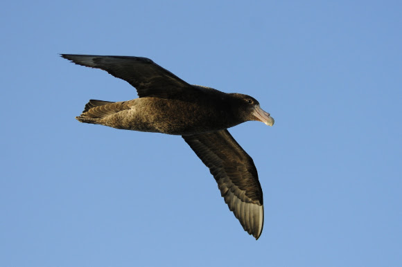 Spotting Image 1