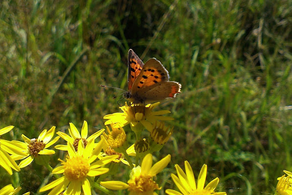 Spotting Image 1