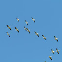 American White Pelican
