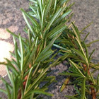 Rosemary