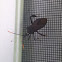 Leaf Footed Bug