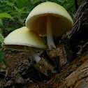 Straw mushroom