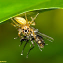 Jumping Spider with prey