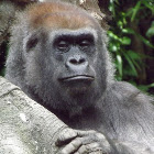 Western Lowland Gorilla