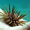 Reef Urchin