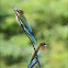 Blue-tailed Bee-eaters