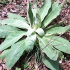Mullein